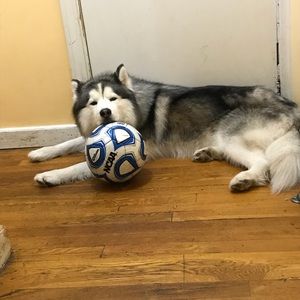 Meet your Posher, Andy